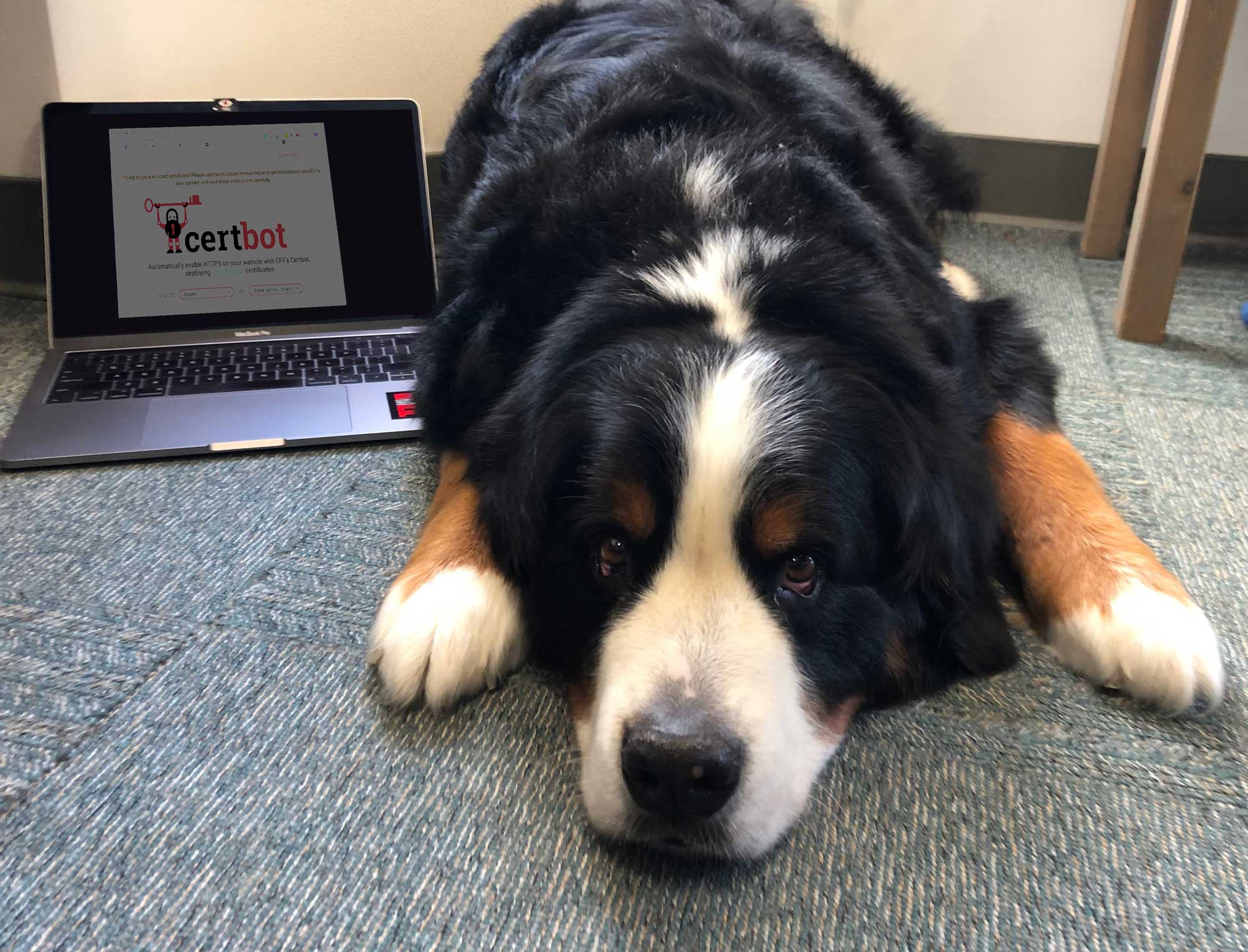 A sleepy dog with a laptop open, showing the Certbot website.